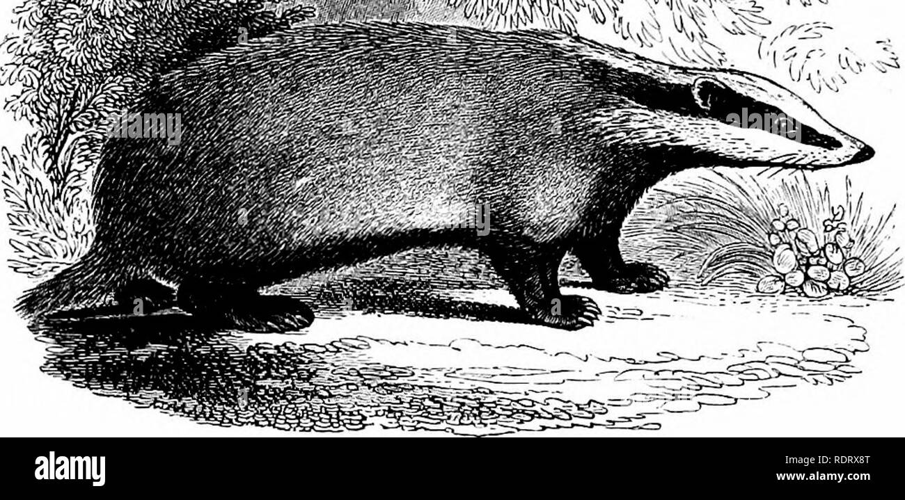 . A history of British quadrupeds, including the Cetacea. Mammals. Genus, Meles. (Cuv.) BADGER. Generic Character.—Second incisive tooth in the lower jaw placed behind the others ; grinders §, in an uninterrupted series; feet plantigrade; a. glan- dular pouch underneath the tail, having a transverse orifice. THE BADGER. BROCK. GREY. BAWSENED-PATE. Meles taxus. Vrsus taxus, Schreib. Saiig. III. t. 142. Ursws meles, LiNN^ns, Syst. Nat. XII. p. 70. Meles vulgaris, Deshak. Mammal, p. 173, sp. 266. „ taxus, Flem. Brit. An. p. 9. Jenyns, Brit. Vert. p. 10. Le Blaireau, Bdffon, Hist. Nat. VII. p. 104 Stock Photo
