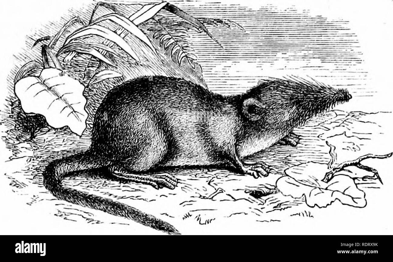 . A history of British quadrupeds, including the Cetacea. Mammals. LESSER SHREW, INSEQTirORA. 148ffl SORICID^.. LESSER SHREW. Sorex pygmceus (Pallas). Specific Gharacter.—Brown abore, white beneath; tail usually longer than the head and body, well clad with hairs. The fifth pointed tooth in the upper jaw in the same line as the preceding ones, and distinctly visible externally. Length of head and body about two inches. SorexpygiTKem, Pallas, Zoogr. Rosso-Asiat., I., 134. „ rustimts, Jenyhs, Ann. Nat. Hist., 1838, p. 417. In the &quot;Magazine of Zoology and Botany&quot; for 1837, the Rev. L. J Stock Photo