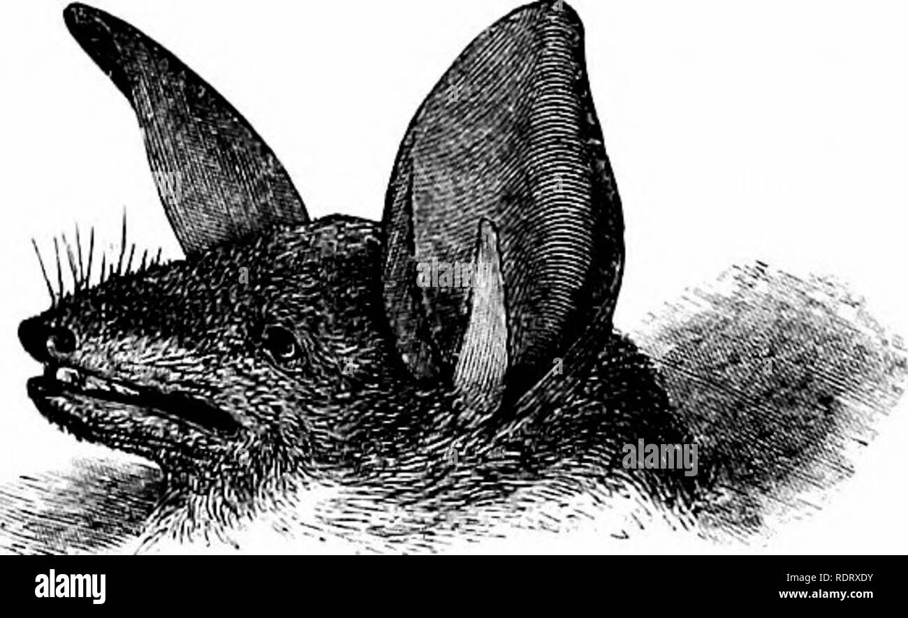 . A history of British quadrupeds, including the Cetacea. Mammals. MOUSE-COLOUHED BAT. 51 Dimensions :- Length of the head and body ,, of the head . ,, of the tail „ of the ears . Breadth of the ears . Length of the tragus Extent of the wings . Inch. Lines . 3 7 . 0 9 . 1 n . 0 11 i . 0 5 . 0 6^ . 15 0 Dentition:— I. J : C. I : F. M. § : M. i =. Please note that these images are extracted from scanned page images that may have been digitally enhanced for readability - coloration and appearance of these illustrations may not perfectly resemble the original work.. Bell, Thomas, 1792-1880; Tomes, Stock Photo