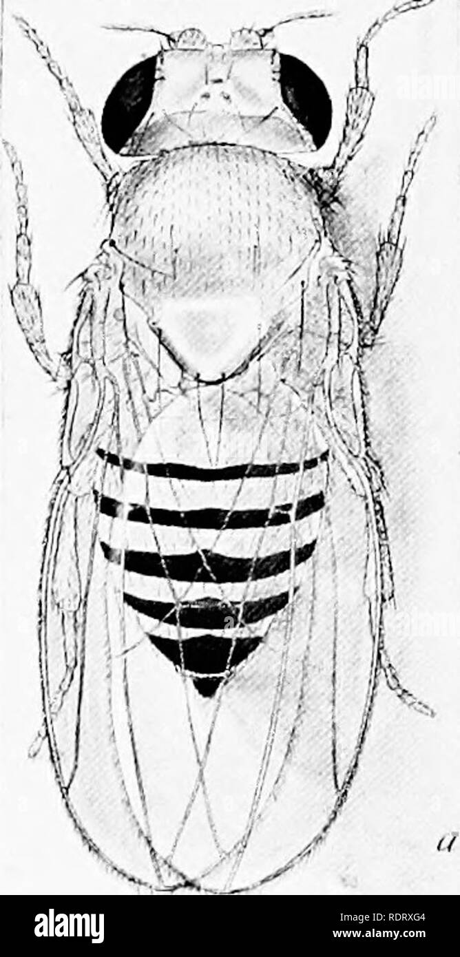 A Critique Of The Theory Of Evolution Evolution 10 Theory Of Evolution Ity This Conclusion Is Not Necessarily Con Ect Let Nie Give Some Examples That Have Come Under My Own Ohservation,Pencil Sketch Lonely Girl With Hoodie Drawing