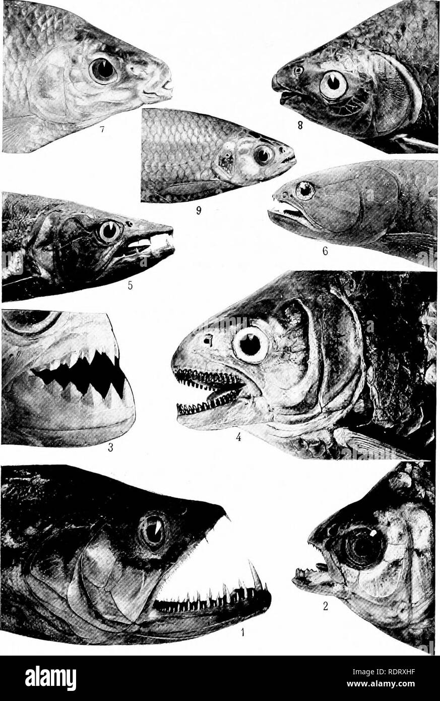 . Fifty years of Darwinism : modern aspects of evolution ; centennial addresses in honor of Charles Darwin, before the American Association for the Advancement of Science, Baltimore, Friday, January 1, 1909. Darwin, Charles, 1809-1882; Evolution. PLATE III. A Few of the Numeuous Types of Teeth in the Characins. (&quot;From photographs by the authof ) 1. Ruphiodon viilpinus Spis. 2. Astyiuiiix bimaciilattis brevoortii Gill. 3. Serrasalmo humeraJie Cuv. &amp;. Val. 4. Ileiiochilne wheatlandi Garmaii. 5. Acestrorhynchiis falcatus Bloch. ti. Iloplerythriniiw unitceniafii&amp; Spi.x. (Head rescmbk- Stock Photo