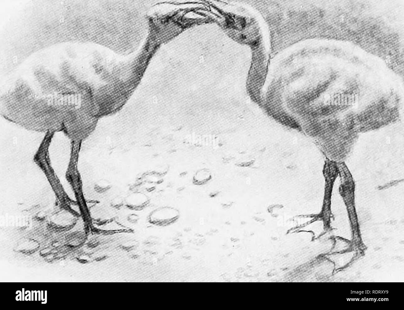 . The infancy of animals. Animals. BROWN PELICAN FEEDING YOUNG {after Chapman). Young pelicans take their food from the pouch of the mother.. YOUNG FLAMINGOES FEEDING EACH OTHER {after Beebe). Young Flamingoes have a curious habit of feeding one another, on occasion, or -perhaps of exchanging food. 78]. Please note that these images are extracted from scanned page images that may have been digitally enhanced for readability - coloration and appearance of these illustrations may not perfectly resemble the original work.. Pycraft, W. P. , (William Plane), b. 1868. New York, H. Holt and Company Stock Photo