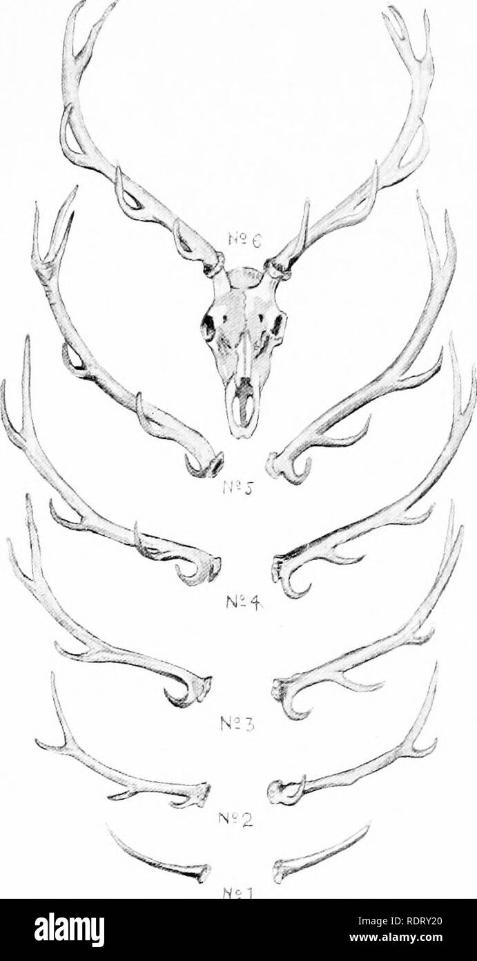 deer antler stages