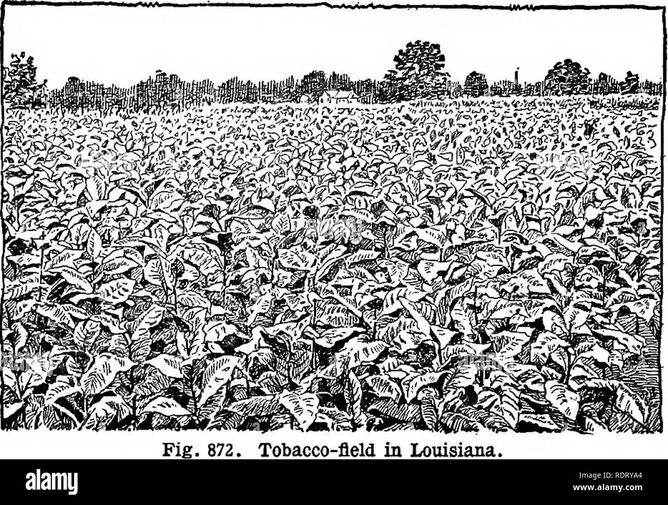 Cyclopedia of farm crops, a popular survey of crops and crop 