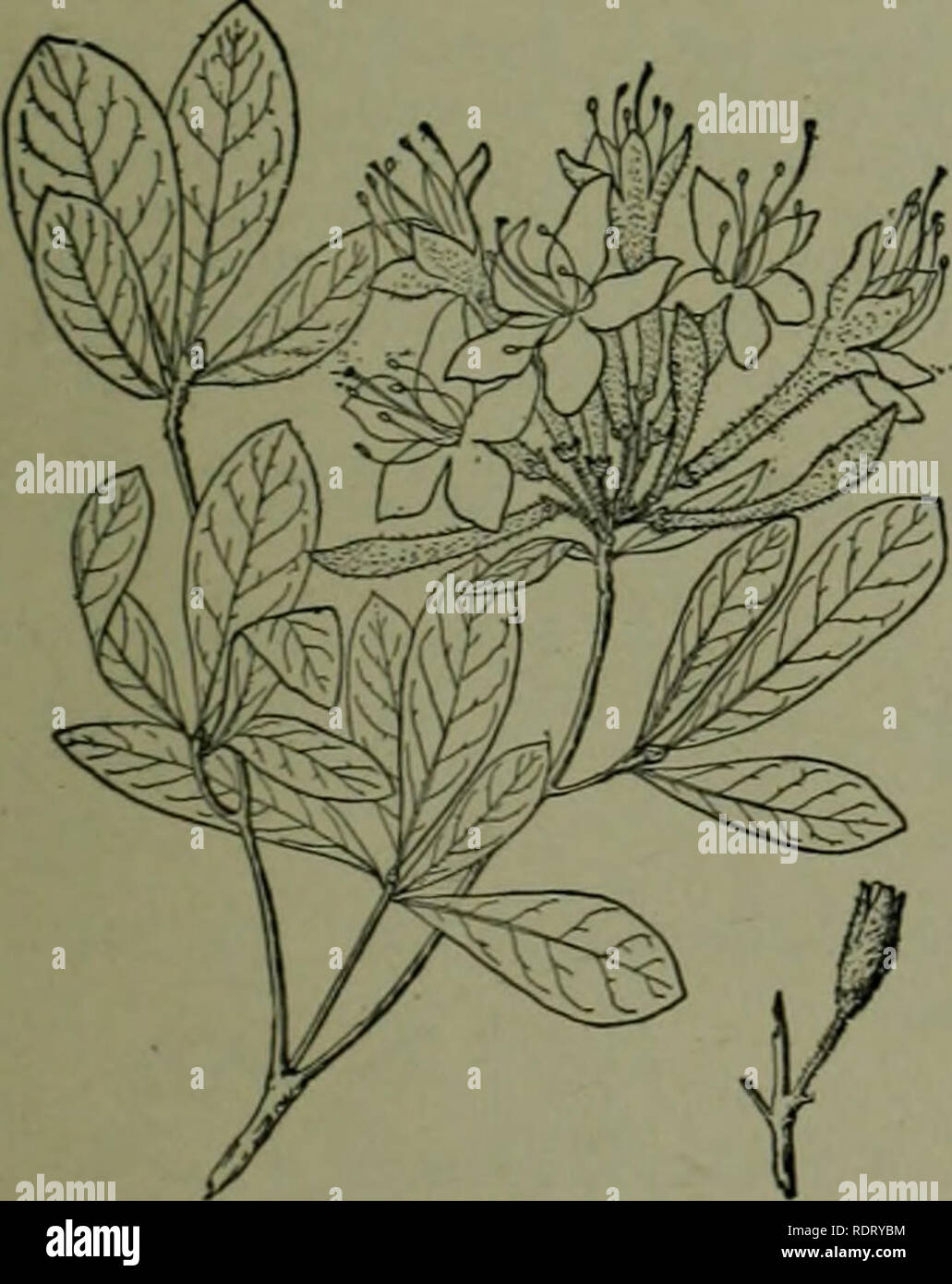 . An illustrated flora of the northern United States, Canada and the British possessions : from Newfoundland to the parallel of the southern boundary of Virginia and from the Atlantic Ocean westward to the 102nd meridian. Botany. 5. Azalea viscosa L. Swamp Pink or Honeysuckle. White Azalea. Fig. 3219.. Aaalea viscosa L. Sp. PI. :5i- i; â 53- Rhododendron 424. 1824. r,-. scos Torr. Fl. N. &amp; Mid. u. s. A shrub, lÂ°-8Â° high, usually much branched, the twigs hairy. Leaves obovate-oblong to oblanceolate, l'-4' long, very short-petioled, obtuse and mucronulate or acute at the apex, narrowed at  Stock Photo