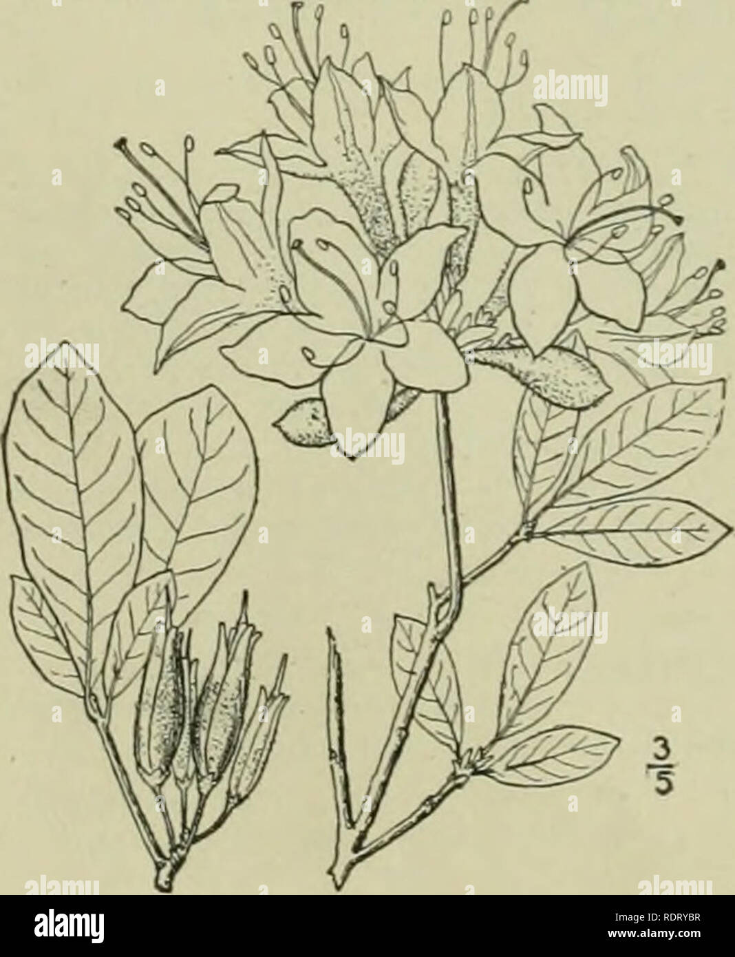 . An illustrated flora of the northern United States, Canada and the British possessions : from Newfoundland to the parallel of the southern boundary of Virginia and from the Atlantic Ocean westward to the 102nd meridian. Botany. A branching shrub, 4°-l5° high, the twigs glabrous or sparingly pubescent. Leaves oval, elliptic or sometimes obovate, wider and shorter than those of the preceding species, permanently more or less soft-canescent and pale beneath and stiff-hairy or pubescent on the veins, varying to nearly glabrous, the margins ciliolate-serrulate; pedicels glandular; flowers rose-co Stock Photo