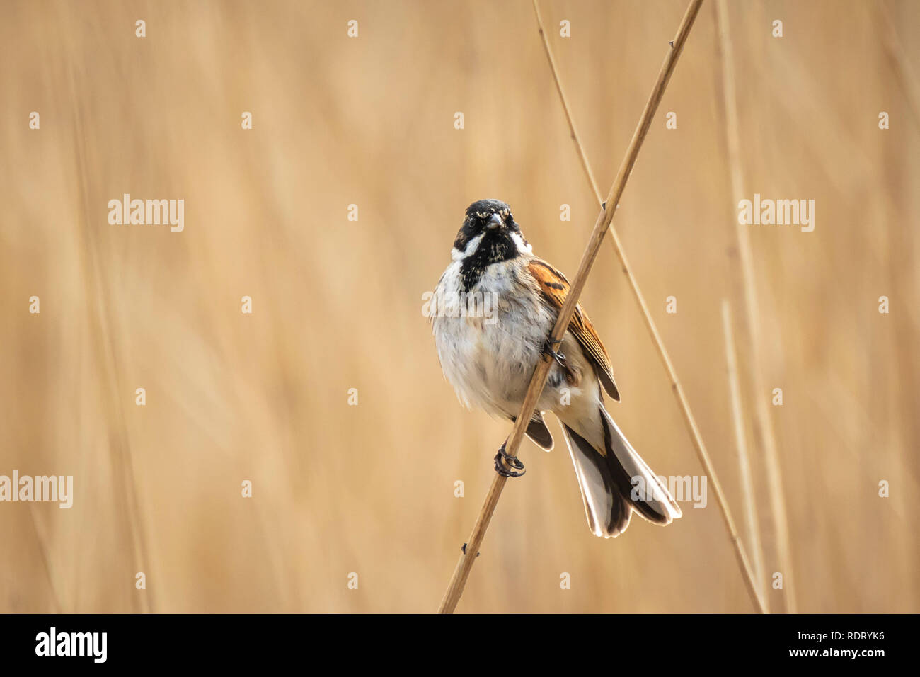 Closeup of a common reed bunting bird Emberiza schoeniclus singing a ...