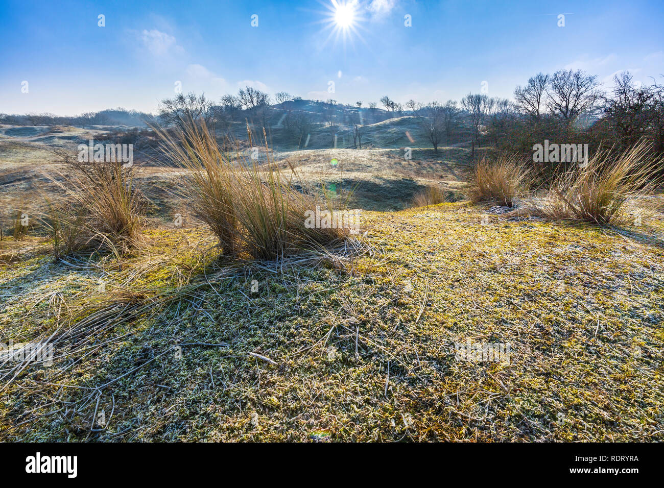 Winter Dune Landscape With Frost During Sunrise Under A Clear Blue Sky 