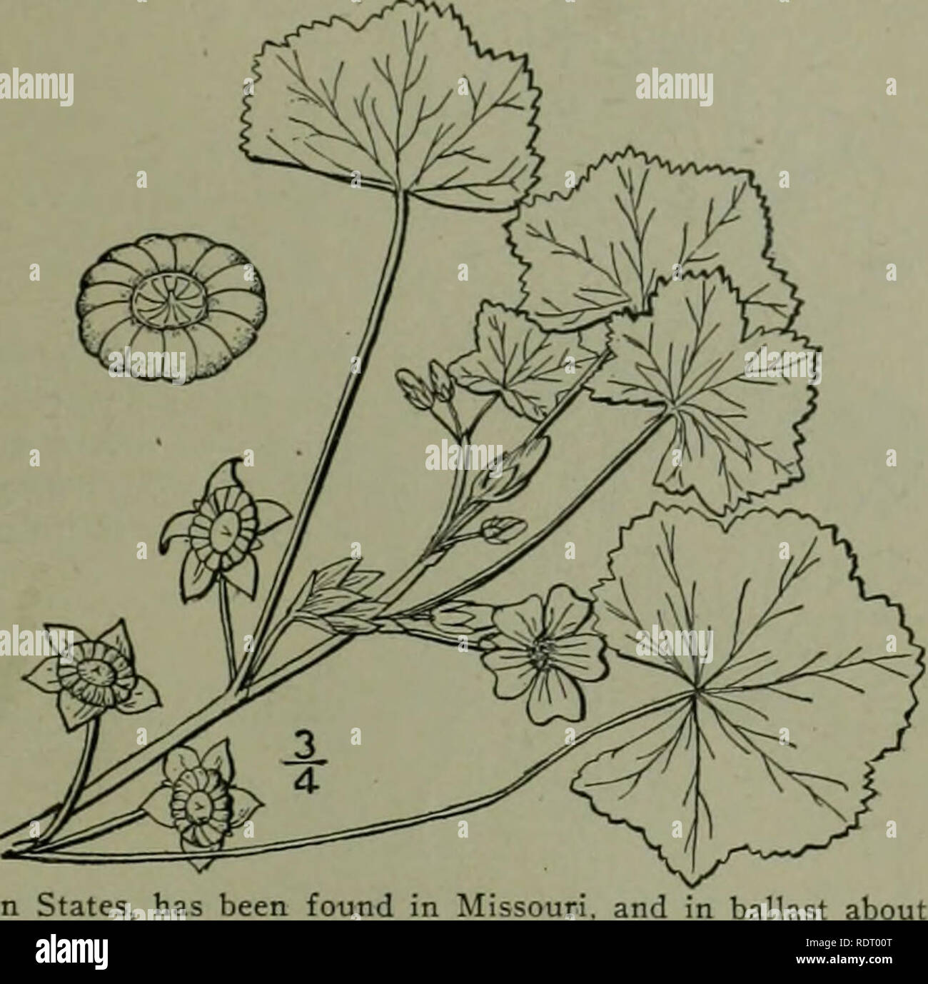 . An illustrated flora of the northern United States, Canada and the British possessions : from Newfoundland to the parallel of the southern boundary of Virginia and from the Atlantic Ocean westward to the 102nd meridian. Botany. Genus 2. MALLOW FAMILY. 515 2. Malva rotundifolia L. Low, Dwarf or Running Mallow. Cheeses. Fig. 2849. M. rolumiifolia L. Sp. PI. 688. 1753. -Annual or biennial, procumbent and spreading from a deep root, branched at the base, stems 4-12' long. Leaves orbicular-reniform, 1-3' wide, cordate, with 5-9 broad shallow dentate-crenate lobes; pe- tioles slender, 3'-6' long;  Stock Photo