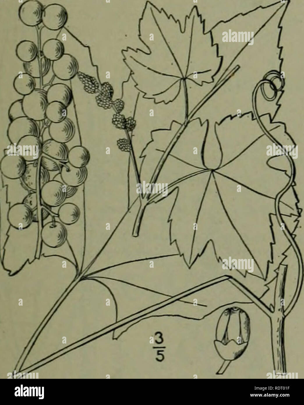 . An illustrated flora of the northern United States, Canada and the British possessions : from Newfoundland to the parallel of the southern boundary of Virginia and from the Atlantic Ocean westward to the 102nd meridian. Botany. GRAPE FAMILY. 3. Vitis cinerea Engelm. Fig. 2832. P'itis aestivalis var. cancscens Engelm. Am. Nat. 2: 321, name only. 1868. I'ilis aestivalis var. cinerea Engelm.; A. Gray, Man. Ed. 5, 679. 1867. I', cinerea Engelm. Bushb. Cat. Ed. 3, 17. 1883. Climbing, branches angled, young shoots and petioles mostly floccose-pubescent; bark loose; pith interrupted; tendrils inter Stock Photo