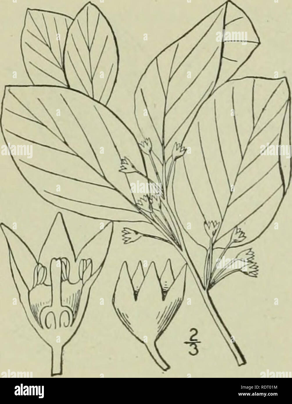 . An illustrated flora of the northern United States, Canada and the British possessions : from Newfoundland to the parallel of the southern boundary of Virginia and from the Atlantic Ocean westward to the 102nd meridian. Botany. RHAMNACEAE,. 5. Rhamnus Frangula L. Alder Buckthorn. Black Dogwood. Fig. 2827. Rhamnus Frangula L. Sp. PI. 193. 1753. A shrub, reaching a maximum height of about 8Â°, the young twigs finely and sparsely puberulent. Leaves thin, elliptic or obovate, entire or very ob- scurely crenulate, glabrous on both surfaces, obtuse or cuspidate at the apex, rounded or narrowed at  Stock Photo
