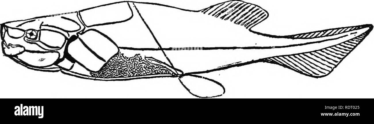 . Text book of vertebrate zoology. Vertebrates; Anatomy, Comparative. DIPNOI. 269 arthrodira, they are few. In the existing species parasphenoid, vomers, palatoquadrate and squamosal, as well as dentary, angu- lar and opercular in the lower jaw, are more or less certainly to be recognized ; but beside these there are several bones in the cranial roof which are not to be homologized with those in other groups. The operculum is supported by bones (operculum, inter- operculum), and the hyoid and (four or five) branchial arches are cartilaginous. The pectoral and pelvic arches are cartilaginous, t Stock Photo