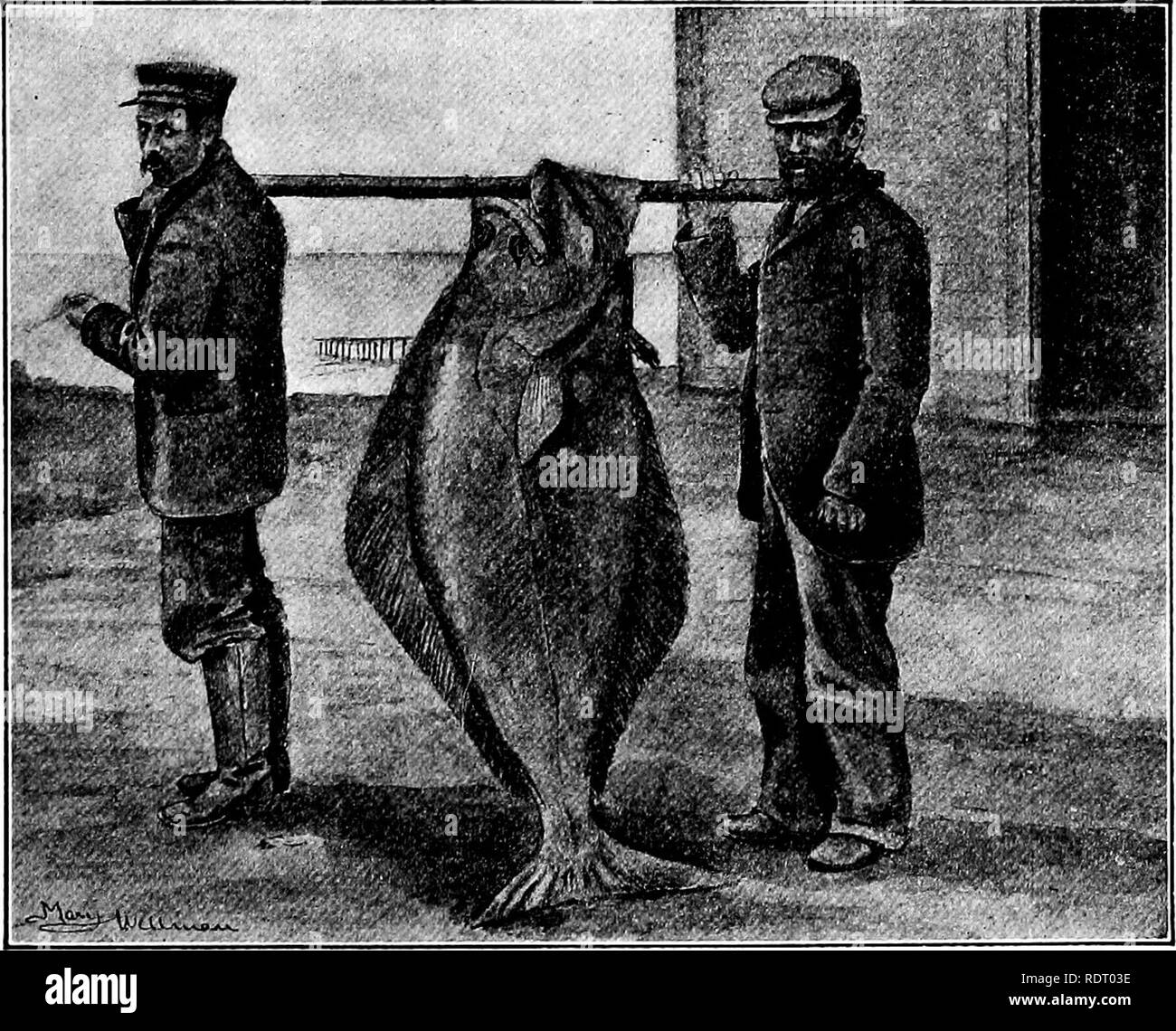 . Fishes. Fishes. Fig. 105.—Mackerel, Scomber scombrus L. New York. Not less important is the great king-salmon, or quinnat (On- corhynchus tschawytscha), and the still more valuable blue-back salmon, or red-fish {Oncorhynchus nerka).. Fig. 106.—Halibut, Hippoglossus hippoglossus (Linna?us). St. Paul Island, Bering Sea. (Photograph by U. S. Fur Seal Commission.) The salmon of the Atlantic {Sahno salar), the various species of sturgeon (Acipenser), the sardines (Sardinella), the halibut (Hippoglossus), are also food-fishes of great importance.. Please note that these images are extracted from s Stock Photo