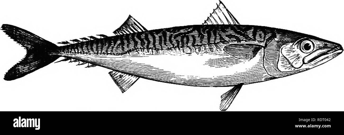 . Text book of vertebrate zoology. Vertebrates; Anatomy, Comparative. TELEOSTS. 263 lateral line along the side of the back. Am?nodytes, sand-launces, common on sandy shores. Sub-Order 16. Scombroidea. Tail diphycercal, caudal usually strongly forked; ventrals thoracic; scales usually small, cycloid, sometimes absent; dorsal fin usually long. A heterogeneous group, not easily defined; developing in three main lines. ScoMBRiDiE, head normal; spinous dorsal well developed; the dorsal divided up into finlets. Scomber, mackerels, first appear in miocene; Thynnus, horse-mackerel, tunnies (eocene);  Stock Photo