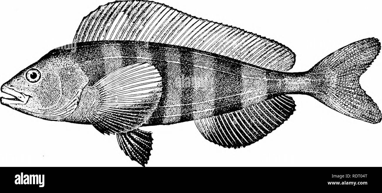 . American food and game fishes : a popular account of all the species found in America north of the Equator, with keys for ready identification, life histories and methods of capture . Fishes; Fishes; Fishes. THE GREENLINGS Family LXVIII. Hexagrammidcz Body elongate, covered with small ctenoid or cycloid scales; head conical, scaly, the cranium without spinous ridges above; preopercle more or less armed, sometimes with entire edges; third suborbital developed as a bony stay articulating with the preopercle; mouth large, with acute teeth in jaws, and usually on vomer and palatines; nostril sin Stock Photo