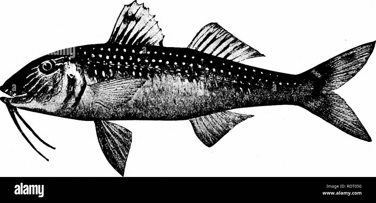 . Fishes. Fishes. Fig. 98.—Pescado bianco, Chirostoma humboldtianum (Val.). Lake Chalco, City of Mexico. prefer in general the large parrot-fishes (as Pseudoscarus jordani in Hawaii), or else the young of mullet and similar species. Abundance of Food-fishes.—In general, the economical value of any species depends not on its toothsomeness, but on its abtmdance and the ease with which it may be caught and pre-. FiG. 99.—Red Goatflsh, or Salmonete, Psevdupeneus maculatus Bloch. Family Mullidw (Surmullets). served. It is said that more individuals of the herring (Clupea harengns in the Atlantic, C Stock Photo