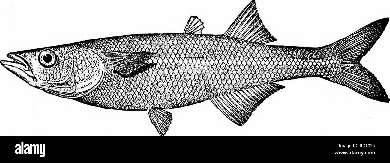 . Fishes. Fishes. 13 8 Fishes as Food for Man swordfish (Xiphias gladius), the halibut {Hippoglossus hippo- glossus), and the king-salmon, or quinnat {Oncorhynchus tschawy- tscha), may be placed first. Those people who feed on raw fish. Fig. 98.—Pescado bianco, Chirostoma humboldtianum (Val.). Lake Chalco, City of Mexico. prefer in general the large parrot-fishes (as Pseudoscarus jordani in Hawaii), or else the young of mullet and similar species. Abundance of Food-fishes.—In general, the economical value of any species depends not on its toothsomeness, but on its abtmdance and the ease with w Stock Photo