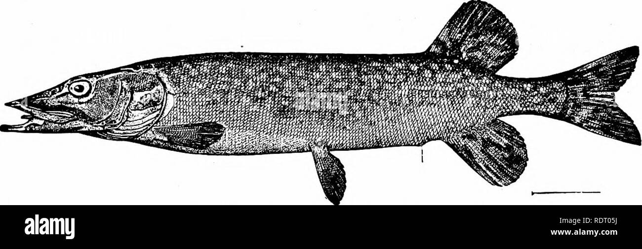 . Fishes. Fishes. &quot;&lt;?. Fig. 95.—-Alaska Grayling, Thymallus signifer Richardson. Nulato, Alaska.. Tig. 96 —Pike, Esox lucius L. Ecorse, Mich.. Please note that these images are extracted from scanned page images that may have been digitally enhanced for readability - coloration and appearance of these illustrations may not perfectly resemble the original work.. Jordan, David Starr, 1851-1931. New York, H. Holt and Company Stock Photo