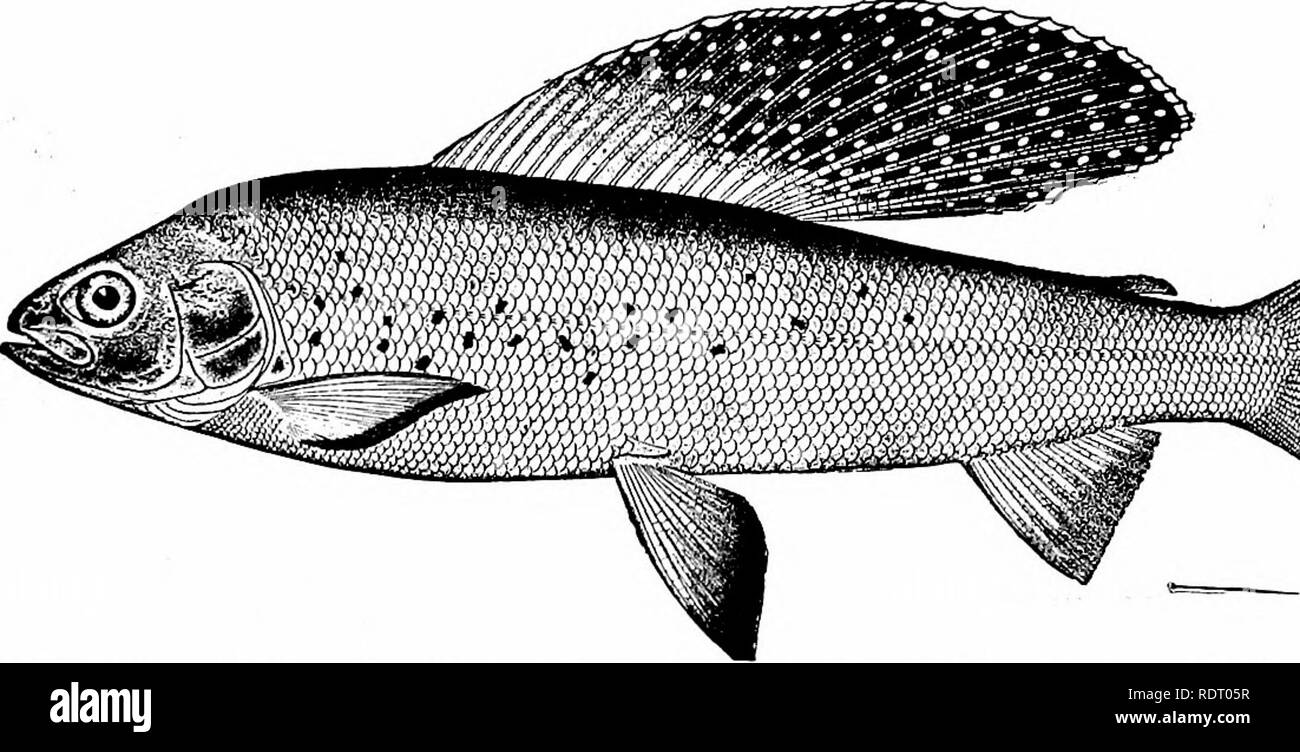 . Fishes. Fishes. Fishes as Food for Man 137 dus), the atka-fish (Pleurogrammus nionopterygius) of Bering Sea, the pescado bianco of Lake Chapala (Chirostoma estor and other species), the Hawaiian mullet {Mugil cephalus), the channel. &quot;&lt;?. Fig. 95.—-Alaska Grayling, Thymallus signifer Richardson. Nulato, Alaska.. Please note that these images are extracted from scanned page images that may have been digitally enhanced for readability - coloration and appearance of these illustrations may not perfectly resemble the original work.. Jordan, David Starr, 1851-1931. New York, H. Holt and Co Stock Photo