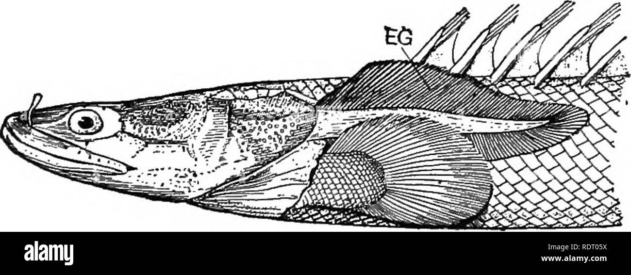. Text book of vertebrate zoology. Vertebrates; Anatomy, Comparative. Fig. 250. Diplurus longicamiatus, from Dean. A, position of the calcified air-bladder. The CcELACANTHiD^ (AcTiNiSTiA) have unossified ce.ntra and cycloid scales, two dorsal fins, diphycercal caudal, and ossified swim-bladder. Ccelacanthus, carboniferous of Europe and Ohio; Diplurus, trias of New Jersey. Cyclodipterini (Rhipidistia) have the vertebras partially ossi-. FlG. 251. Head of larval Polypierus, after Steindachner, from Dean. EG, external gill. fied; tail heterocercal; scales enamelled and rounded behind; a third gul Stock Photo