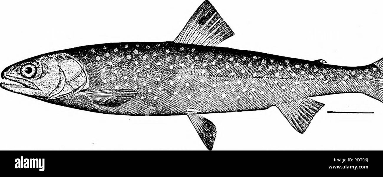 . Fishes. Fishes. Fig. 90.—Rainbow Trout, Salmo irideus Gibbons. Sacramento River, California.. ^ ^ Fig. 91.—Rangeley Trout, Salvelinus oquassa (Girard). Lake Oquassa, Maine. charr {Salvelinus alpinus), the American speckled trout or charr (Salvelinus fontinalis), the Dolly Varden or malma {Salvelinus malma), and the oquassa trout {Salvelinus oquassa). Scarcely. Please note that these images are extracted from scanned page images that may have been digitally enhanced for readability - coloration and appearance of these illustrations may not perfectly resemble the original work.. Jordan, David  Stock Photo