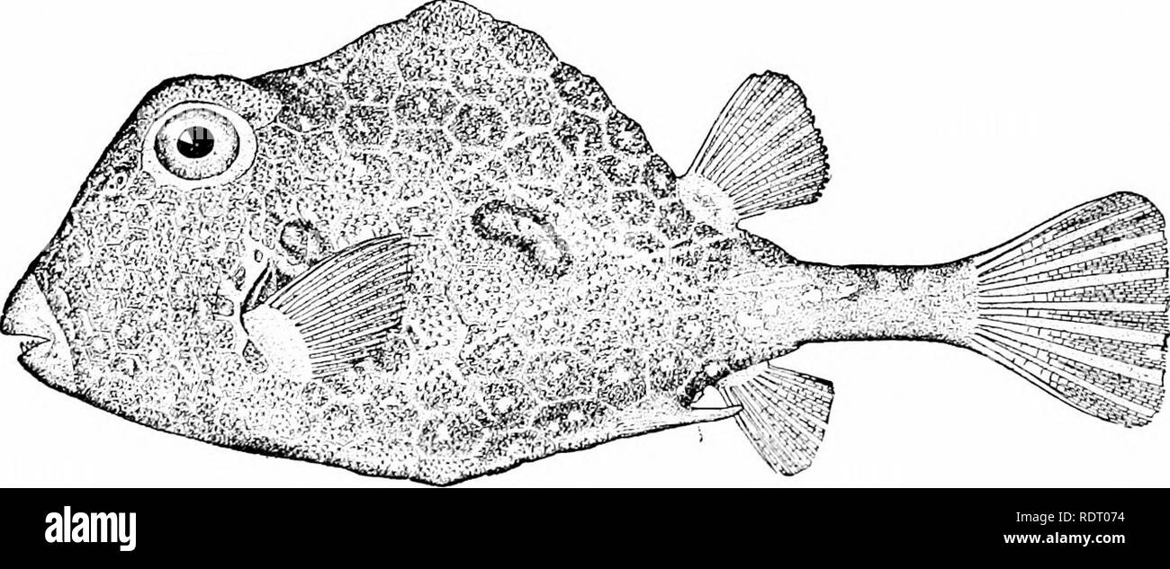 . American food and game fishes : a popular account of all the species ...