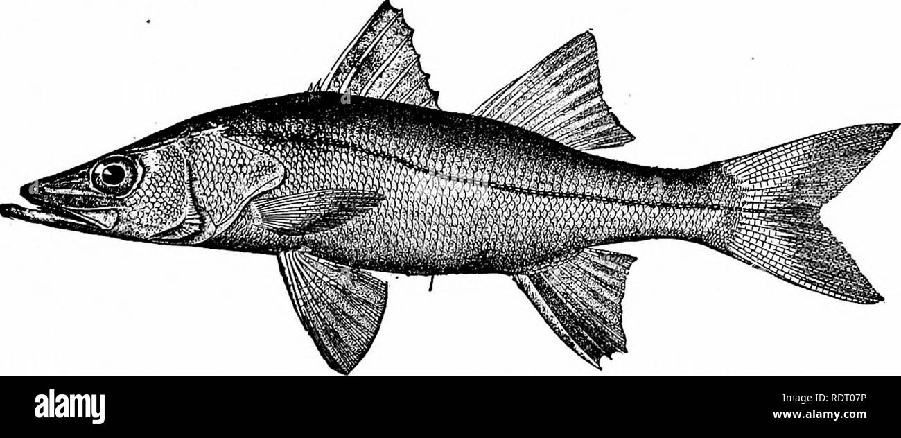 . Fishes. Fishes. â Fig. 85.âBluefish, Pomatomus saltatrix {1j.). New York. well-fiavored (Scomberomorus cavalla), represent the best of the fishes allied to the mackerel. The shad {Alosa sapidissima), with its sweet, tender, finely oily flesh, stands also near the front among food-fishes, but it sins above all others in the matter of small bones. The weak- fish {Cynoscion nohilis) and numerous relatives rank first among. Fig. 86 âRobalo, Centropomus undecimalis (Bloch). Florida. those with tender, white, savorous flesh. Among the bass and perch-hke fishes, common consent places near the first Stock Photo
