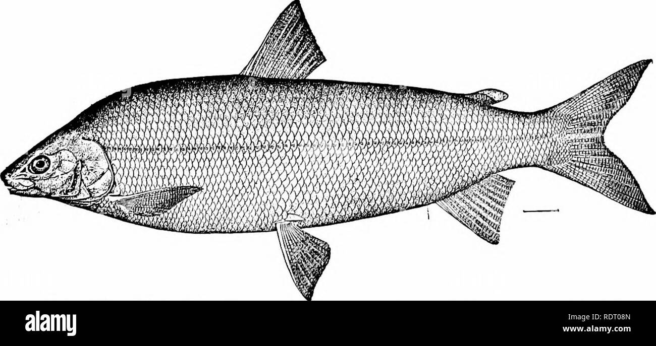 Samlet Fish . Fishes. Fishes. FiG. 80.—Ayu, or Japanese Samlet, Plecoglossus ...