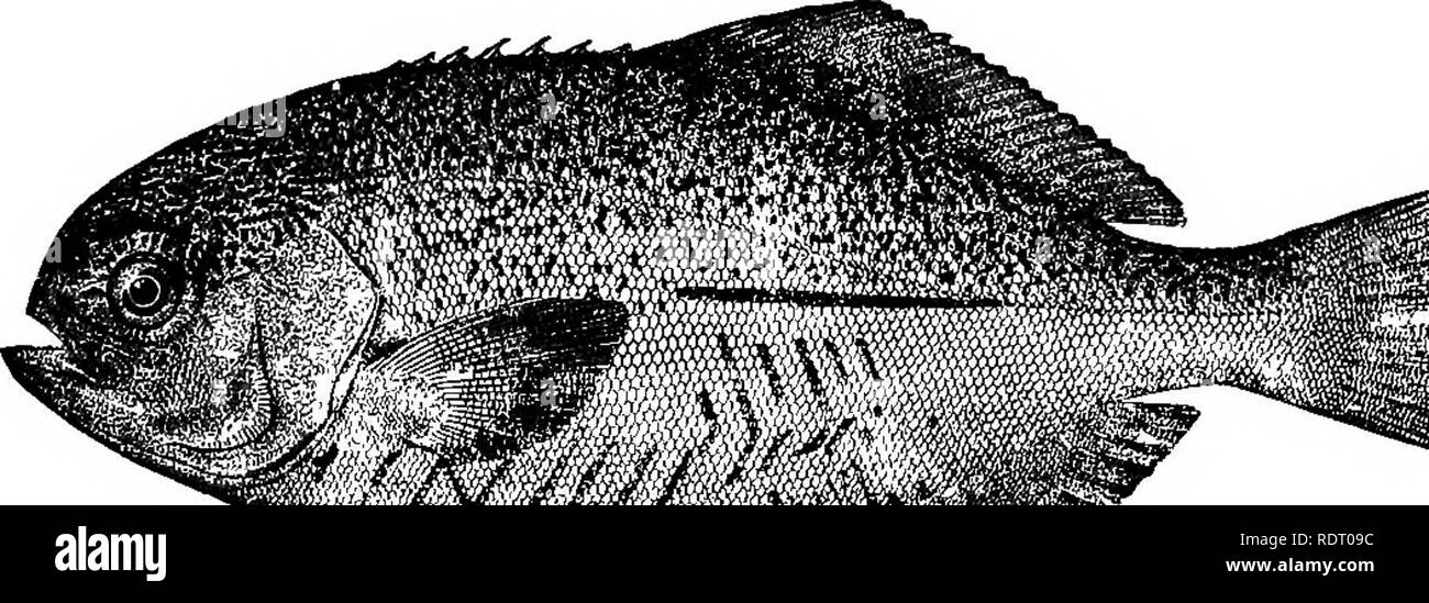 . American fishes; a popular treatise upon the game and food fishes of North America, with especial reference to habits and methods of capture. Fishes. 224 AMERICAN FISHES. fish.&quot; They are occasionally taken in lobster-pots. When cruising in the Fish Commission yacht &quot; Mollie,&quot; off Noman's Land, July 13, 1875, we observed numerous specimens swimming under floating spars and plank';. Sometimes as many as from fifty to seventy-five were observed under a single spar, a cloud of shadowy black forms being plainly visible from the deck. We went out to them in a row-boat and succeeded  Stock Photo