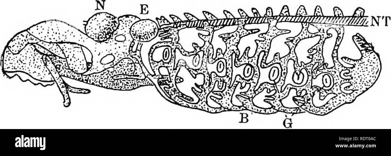 . Text book of vertebrate zoology. Vertebrates; Anatomy, Comparative. CYCLOSTOMES. 221 in the myxinoids, opens into the mouth. The ears are remark- able in the absence of' the horizontal (external) semicircular canal, while in the myxinoids but a single canal is present, which, as it bears an ampulla at either end, may be regarded as representing the anterior and posterior canals of the normal ear (p. 71). The vertebral column consists of a large persistent noto- chord surrounded by a fibrous sheath and a membranous neural tube, in which (Petromyson) cartilaginous neural arches occur. The cran Stock Photo