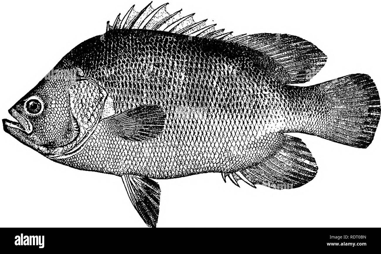 . American fishes; a popular treatise upon the game and food fishes of North America, with especial reference to habits and methods of capture. Fishes. 148 AMERICAN FISHES.. THE FLASHER. The &quot;Flasher&quot; or &quot;Triple-tail&quot; of New York, Lobotes surinamensis, known in South Carolina as the &quot; Black Perch,&quot; and to the fishermen of St. John's River as the &quot; Grouper,&quot; is spoken of by various authors as the &quot;Black Triple-tail,&quot; and in 1856, according to Gill, was called in New York market the &quot; Flasher.&quot; It is remarkable on account of its extraor Stock Photo