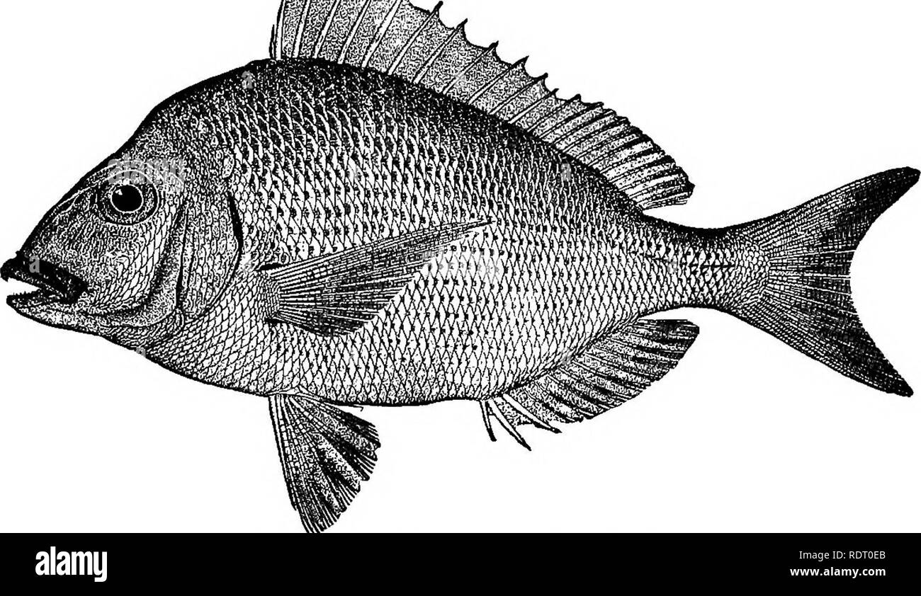 . American fishes; a popular treatise upon the game and food fishes of North America, with especial reference to habits and methods of capture. Fishes. THE SCUPPAUG AND THE FAIR MAID. 9Z Tautog, chogset, squeteague, mummichog, mattawacca, menhaden, siscowet, tullibee, quinnat, oulachan, oquassa and namaycush are among the best of them ; their number is few, and they need careful guardianship. Until very recently only one species of the genus Stenotomus was known to occur in our waters. Dr. Bean has, however, shown that there are two on the Atlantic coast of the United States, in addition to th Stock Photo