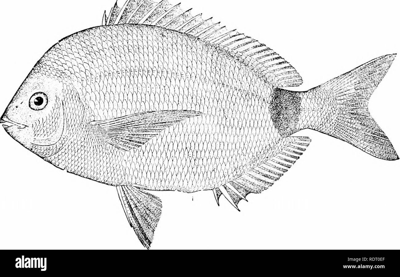 . American food and game fishes : a popular account of all the species found in America north of the Equator, with keys for ready identification, life histories and methods of capture . Fishes; Fishes; Fishes. Diplodua waters, the only one of any importance being the pinfish or spot, Diplodus holbroohi. This fish is found on our South Atlantic and // /•. Gulf coasts from Cape Hatteras to Cedar Keys. At Beaufort, North Carolina, it is not uncommon, and the young swarm about the wharves. It is frequent also at Lake Worth, where it is called jimmy. It reaches 8 inches in length and is an excellen Stock Photo