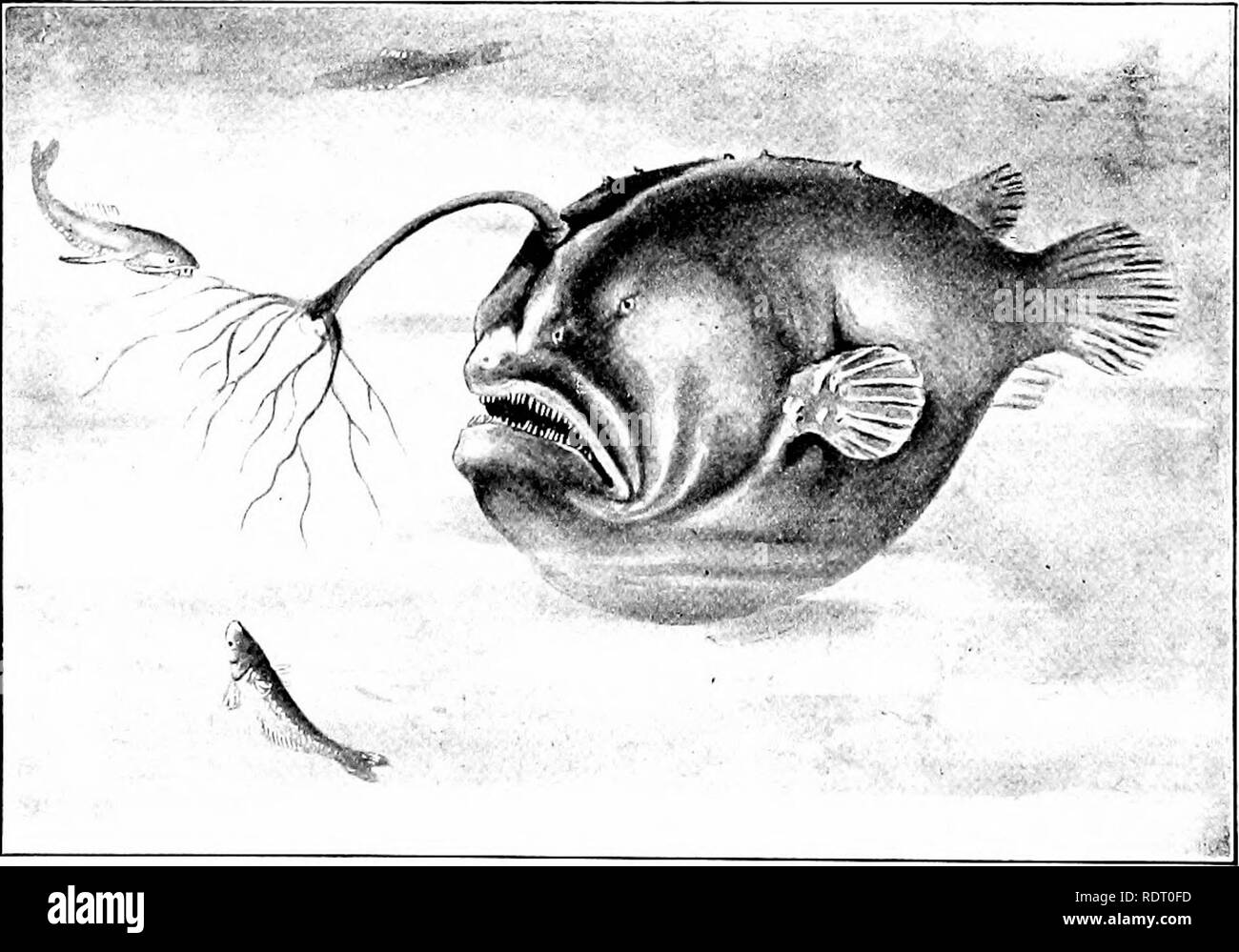 . Fishes. Fishes. 6o Adaptations of Fishes entiated areas round or oblong which shine star-Hke in the dark. These are usually symmetrically placed on the sides of &quot;W*'*'* *e.^ Fig. 44.—Headlight Fish, ^Ethoprora lucida Goode and Bean. Gulf Stream. the body. They may have also luminous glands or diffuse areas which are luminous, but which do not show the specialized structure of the phosphorescent spots. These glands of similar nature to the spots are mostly on the head or tail. In one. FiG. i5.—Corynnlop}mx rcinhnrdti (Liitkon), showing luminous liulb (modified after Liitken). Family Cera Stock Photo