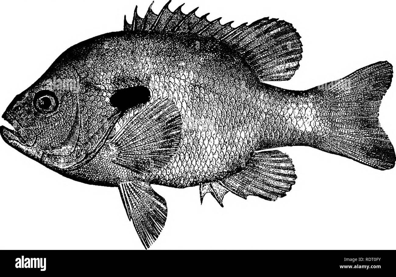 Pound flesh Black and White Stock Photos & Images Alamy