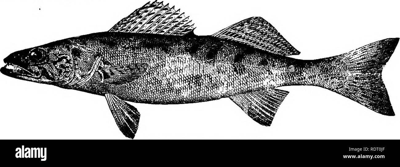 . American fishes; a popular treatise upon the game and food fishes of North America, with especial reference to habits and methods of capture. Fishes. THE PIKE PERCHES. 13 The largest and most important form is Stizostedion vitreum, generally referred to by recent writers upon fishes as the Wall-eyed Pike. This well-known species is' found in nearly all the water systems frequented by &quot;S&quot;. canadense, and in many others, its geographical range being much more extended. It inhabits the Great Lakes and their confluents,* and oc- curs in most of the little lakes of Western New York,—Cay Stock Photo