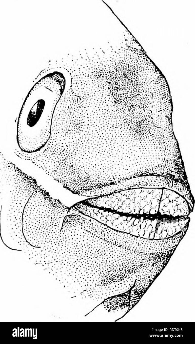 Fishes Fishes The Dissection Of The Fish 29 The Canines Are In Front In Some Families The Last Tooth In Either Jaw May Be A Quot Posterior Canine Quot Serving To Hold Small