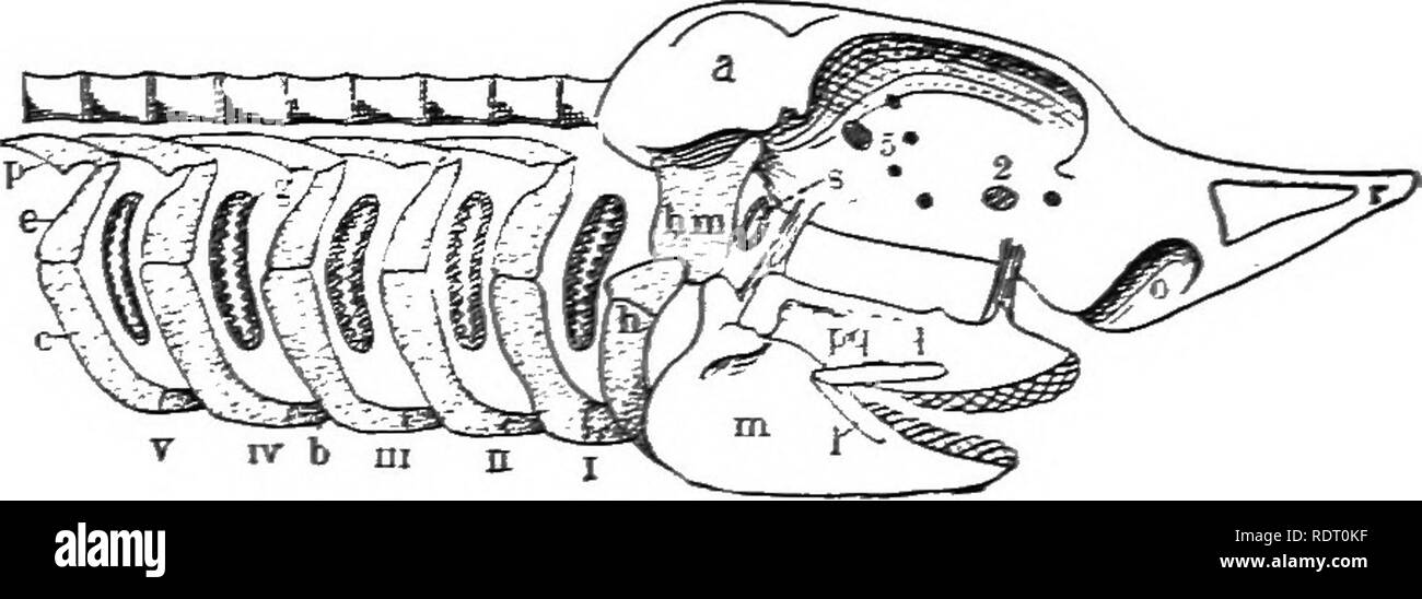 Text Book Of Vertebrate Zoology Vertebrates Anatomy Comparative 154 Morphology Of The Orgaxs Op Vertebrates The Visceral Skeleton Consists Of A Series Of Paired Bars Always Preformed In Cartilage In The