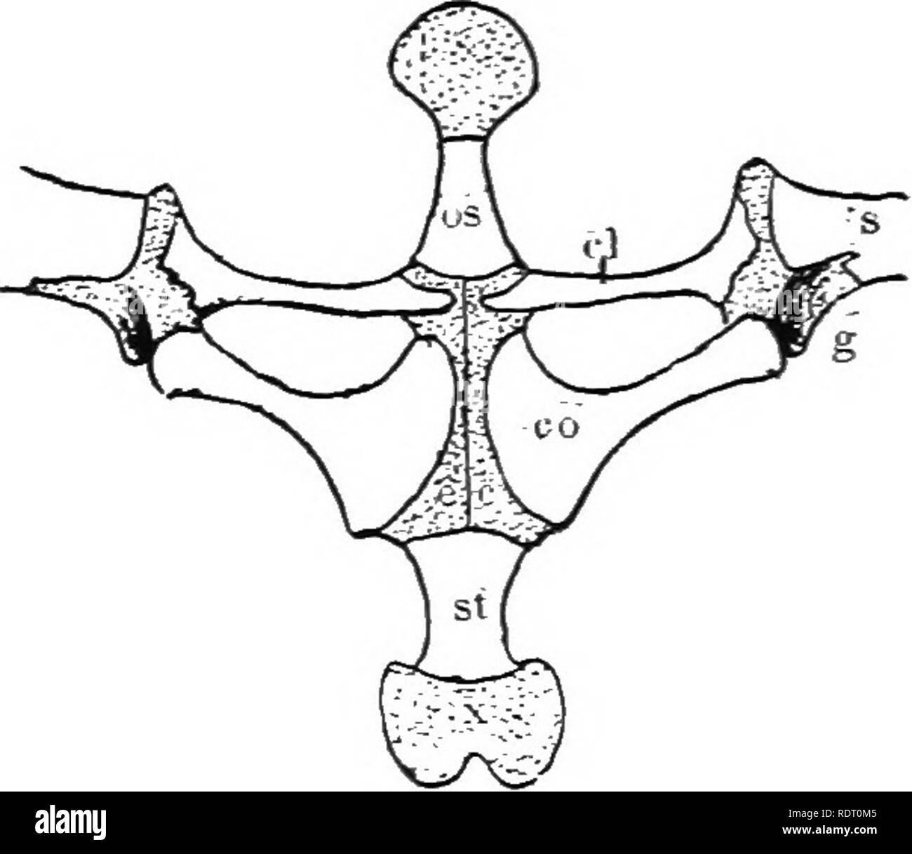 . Text book of vertebrate zoology. Vertebrates; Anatomy, Comparative ...