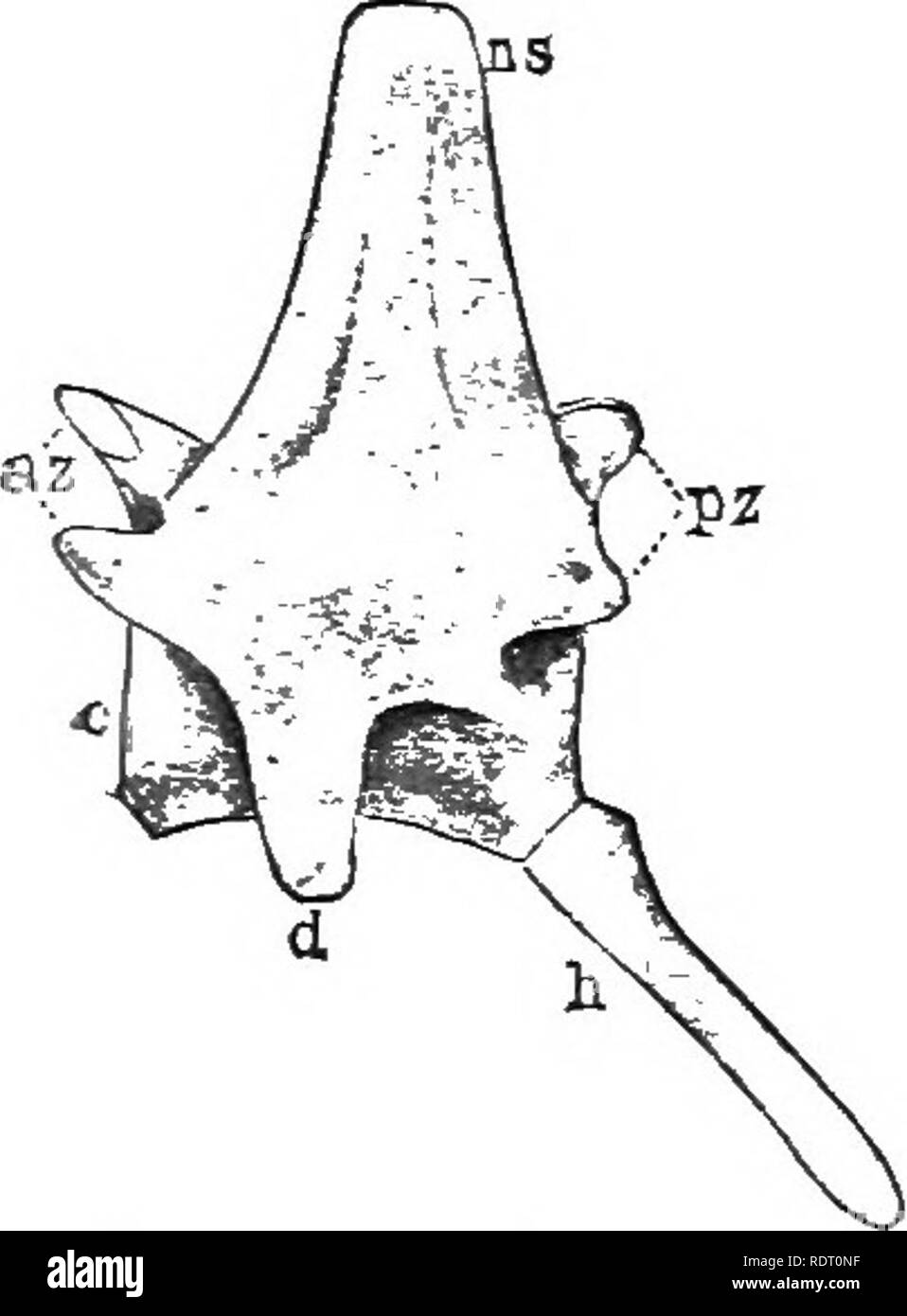 human caudal vertebrae