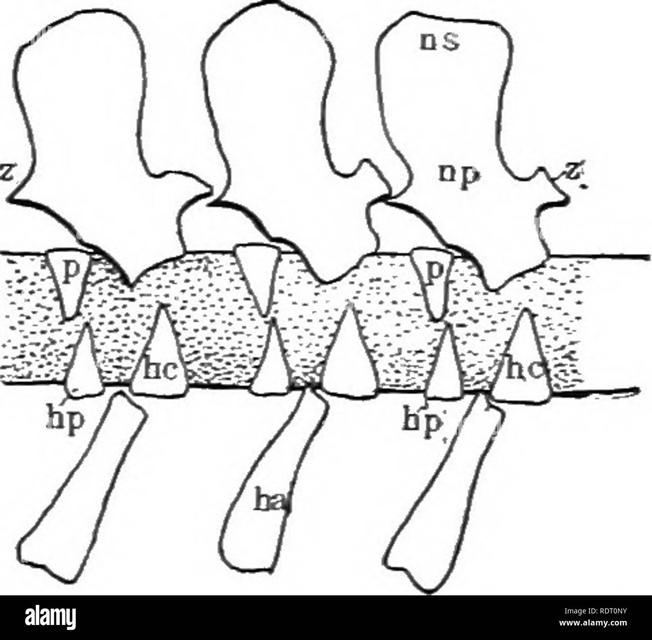Text book of vertebrate zoology. Vertebrates; Anatomy