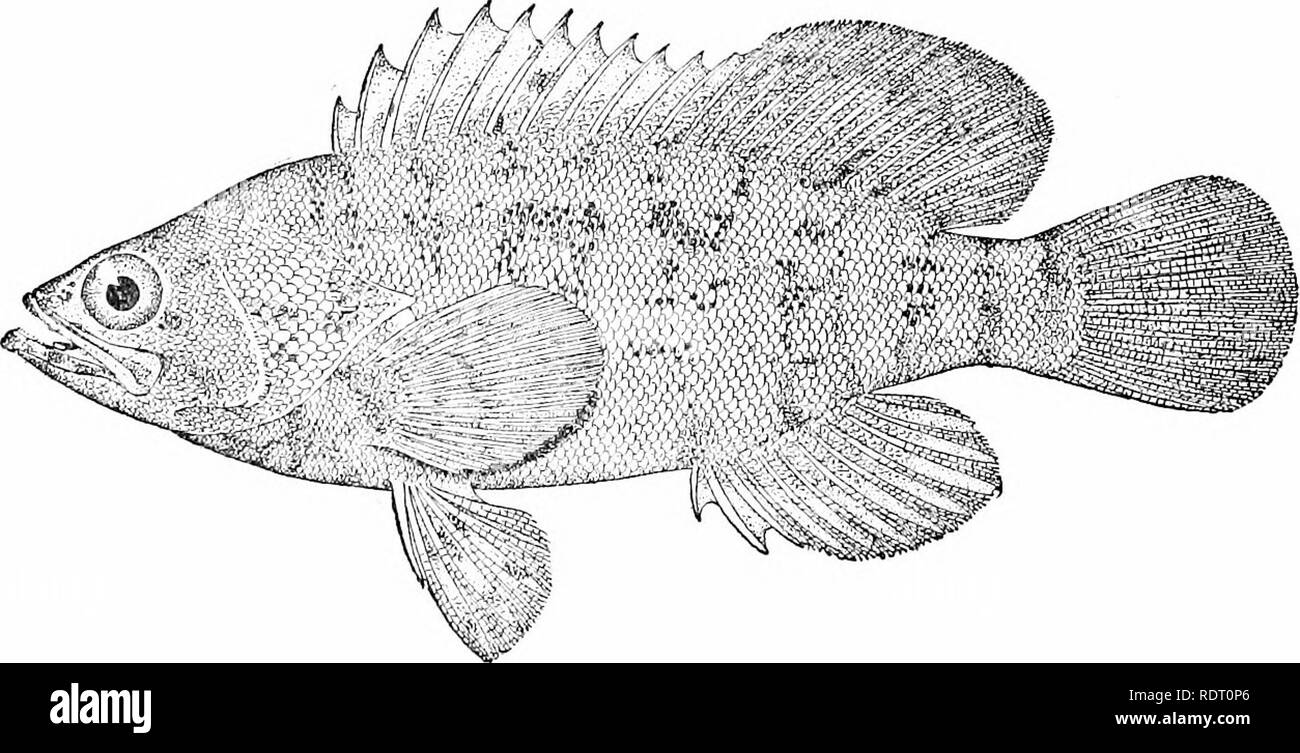 . American food and game fishes : a popular account of all the species found in America north of the Equator, with keys for ready identification, life histories and methods of capture . Fishes; Fishes; Fishes. Alphestes GENUS ALPHESTES BLOCH &amp;â SCHNEIDER This genus differs from Epiiiepheliis chiefly in the presence of a strong antrorse spine on the lower limb of the preopercle. There are but 2 known species, only one of which {Alphestes cifer) is of much importance. This species, known as the cherna or guaseta, is found. from Cuba to Brazil, and has been recorded also from Africa and the F Stock Photo