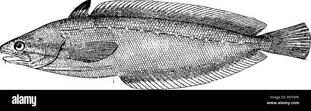 . The fishes of North Carolina . Fishes. SYSTEMATIC CATALOGUE OF FISHES. 383 of them ranging further south (Gulf of Mexico) than any other American gadids; several attaining large size and caught in immense numbers by New England fishermen. Two species known from the shores of North Carolina. It is possible that the white hake or squirrel hake (Urophycis tenuis) and the common hake {Urophycis chuss) may also occur on the northern part of the coast of the state; the former is said (Jordan &amp; Evermann, 1898) to range as far as Cape Hatteras and the latter is found as far south as Virginia, bu Stock Photo