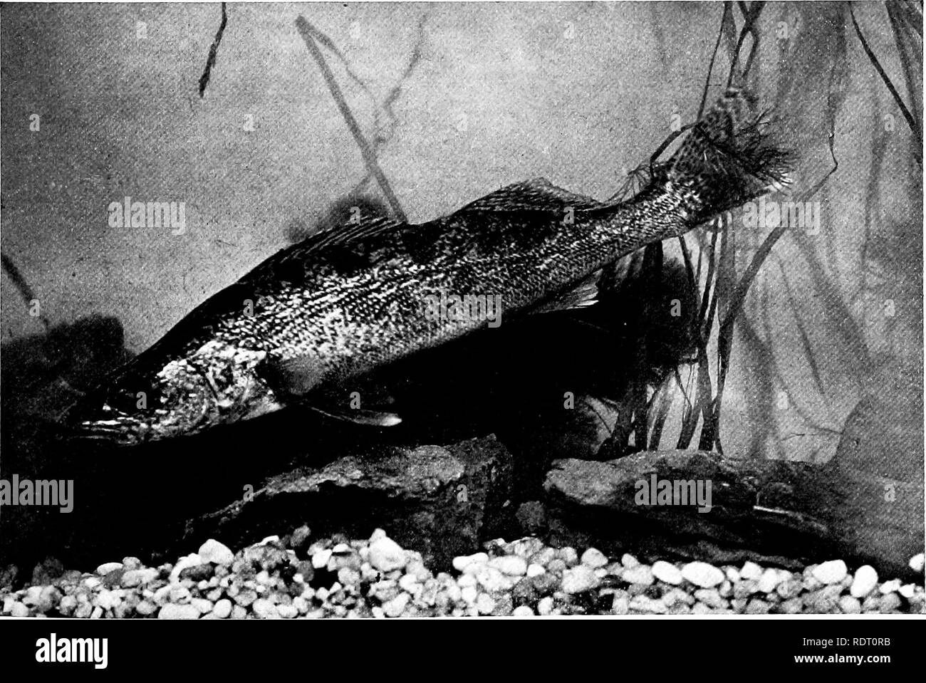 lake erie black and white stock photos images page 3 alamy