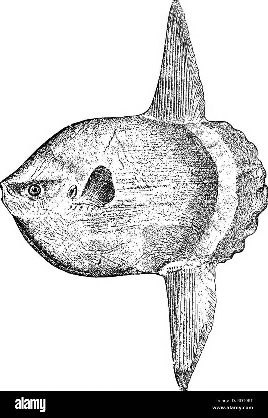 . The fishes of North Carolina . Fishes. SYSTEMATIC CATALOGUE OF FISHES. 353 regularly as far north as Massachusetts and on the Pacific coast to San Francisco. It also inhabits the Mediterranean, and along the shores of western Europe is not uncommon, the writer having seen stranded specimens in Norway beyond the Arctic Circle. The species is usually seen floating or swimming at the surface with the dorsal fin out of the water; and it may be easily approached and harpooned. The fish is probably more common off the east coast of Florida than elsewhere, but is not rare in southern Massachusetts; Stock Photo