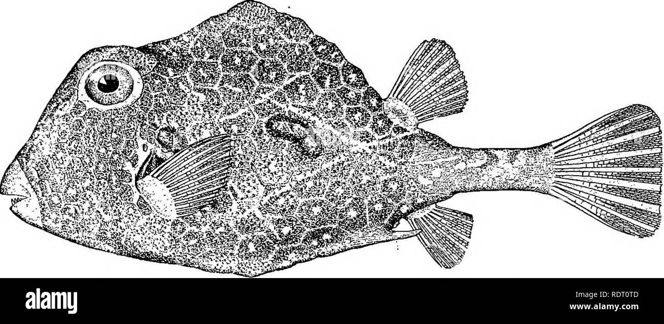 . The fishes of North Carolina . Fishes. SYSTEMATIC CATALOQUB OP FISHES. 345 i. Shell or carapace with a large spine at end of each ventral ridge; carapace deficient behind dorsal fin; color olive gray, nearly every plate with a small pale blue ^ot at its center. trigomis. a. Shell or carapace without spines; carapace continuous behind dorsal fin; color dark brown, with numerous small, circular, yellow-white spots triqueter. (Ladophrys, milk-cow eyebrow, in allusion to the horns in one species.) 297. LAOTOPHRYS TRIGONXTS (Linneeus). Oamel-fish; Box-fish; Trunk-fish; Shell-fish. Ostracium trigo Stock Photo