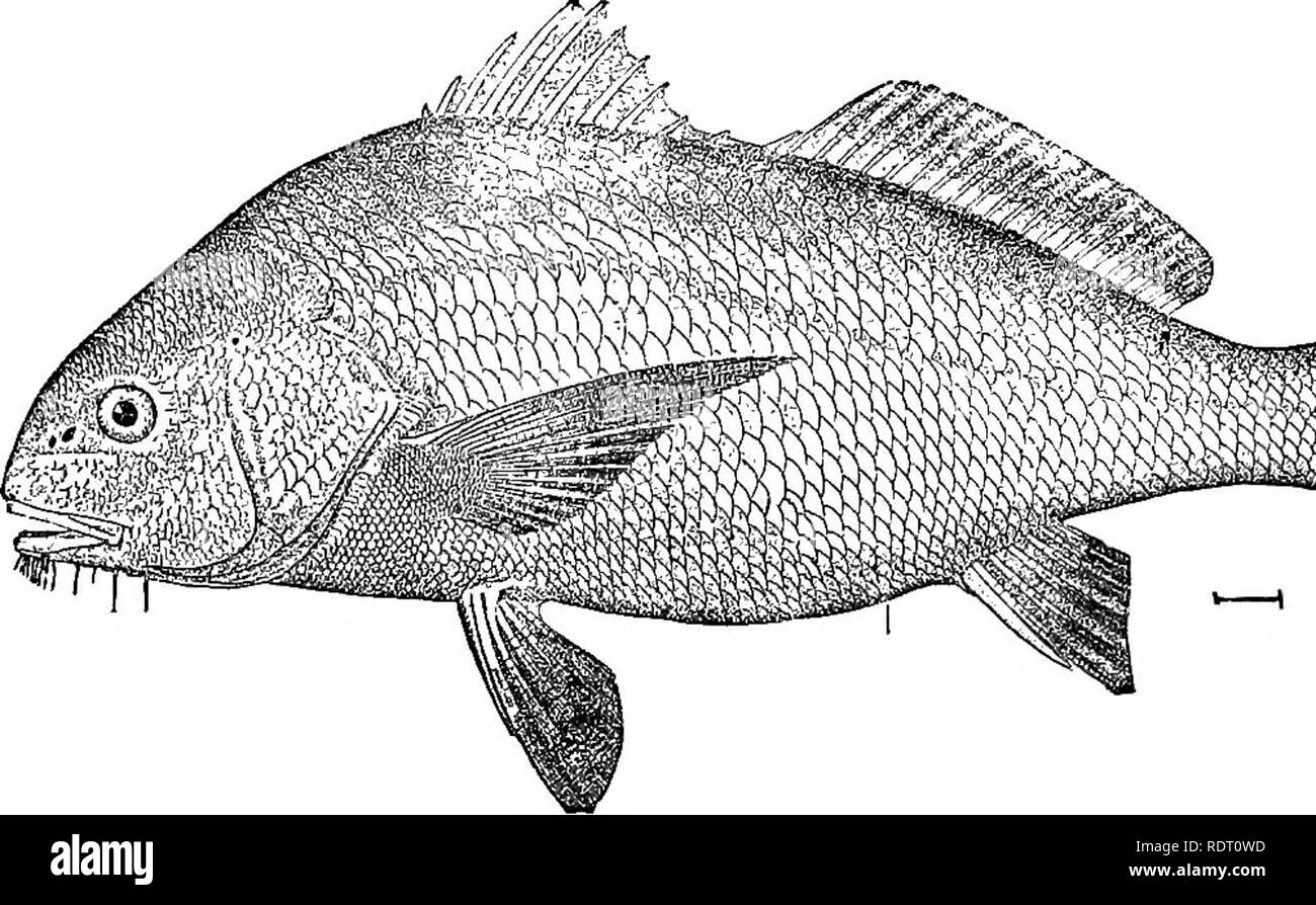 Bottom Feeder Fish Black And White Stock Photos Images Alamy