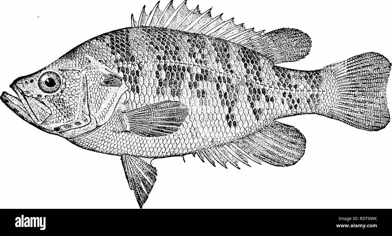 . American food and game fishes : a popular account of all the species found in America north of the Equator, with keys for ready identification, life histories and methods of capture . Fishes; Fishes; Fishes. The Sacramento Perch the eyes more concave. No other differences have been noted, and the species are probably not distinct. The habits of the Roanoke rock bass do not differ from those of the common species. GENUS ARCHOPLITES GILL This genus contains a single species, the Sacramento perch, A. interruptus, the only species of the family found on our Pacific Coast.. it inhabits the Sacram Stock Photo