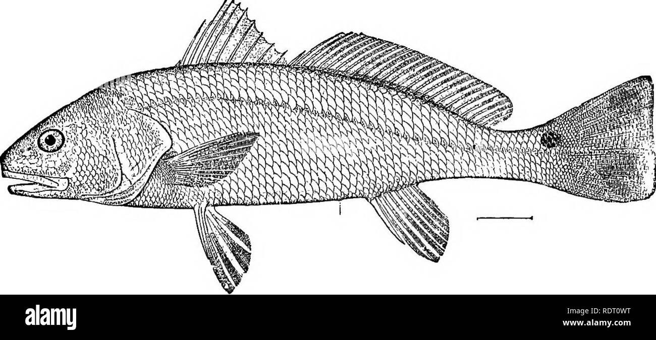 . The fishes of North Carolina . Fishes. 320 FISHES OF NORTH CAROLINA. 276. SOI^NOPS OOELLATUS (Linnseus). &quot;Drum&quot;; &quot;RedDmm&quot;; &quot;PuppyDrum&quot; (young); &quot;SpottedBass&quot;; OhamielBass; Red-fish; Branded Drum (S. 0.). Perca ocellata Linnaeus, Systema Naturae, ed. xii, 483,1766; South Carolina. Seicmopa oceVatia, Yarrow, 1877, 210; Beaufort. Jordan &amp; Gilbert, 1879, 378; Beaufort. Jordan &amp; Ever- mann, 1898,1453, pi. ccxxii, fig. 567. Linton, 1905, 390; Beaiifort. Scioena ocellata. Jordan, 1886. 28: Beaufort. Jenkins, 1887. 90; Beaufort. Earll. 1887, 486; Beauf Stock Photo