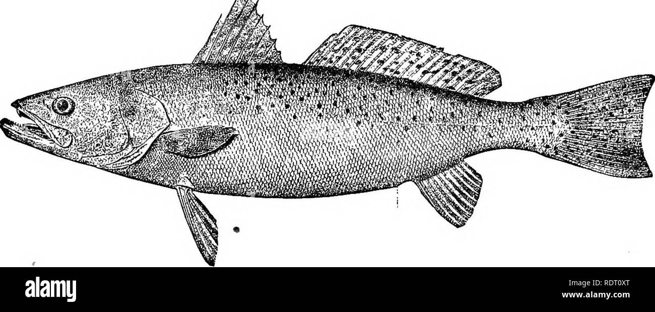 . The fishes of North Carolina . Fishes. SYSTEMATIC CATALOGUE OF FISHES. 311 Mr. S. G. Worth reports that a &quot;trout numb&quot; occurred at Beaufort during the last week in November, 1903; on the 27th the weather became cold very suddenly, and on the 28th many gray trout were picked up by numerous fisher- men, the fish floating or on the shores and just able to move their fins. One boat with 2 men secured 900 pounds. Menhaden and small school fishes generally are preyed on by the weak-fisn, which is an extremely voracious species. Crabs, shrimps, annelids, and various other invertebrates ar Stock Photo